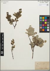 Foto von Salix glauca L.
